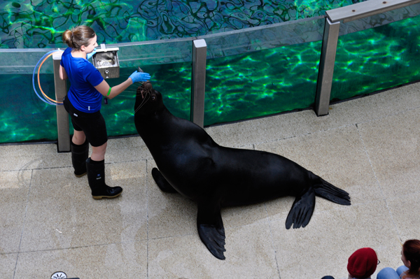 the big sea lion