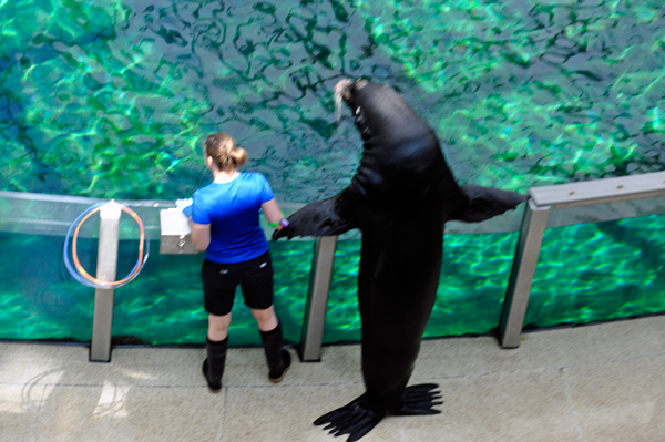 the big sea lion