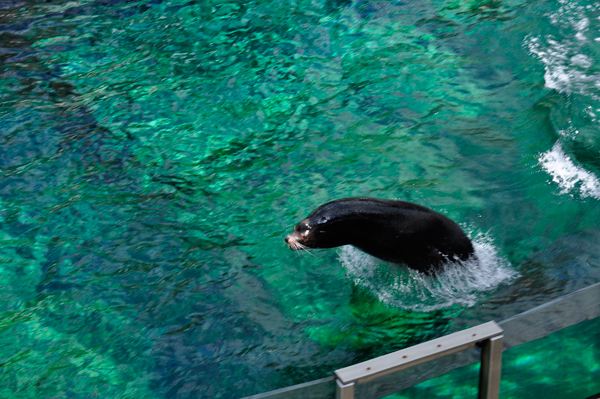 sea lion jumping