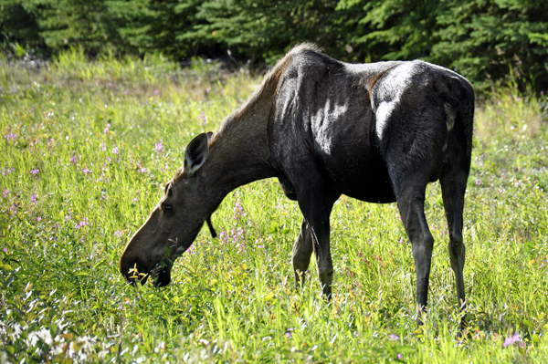 moose by the road