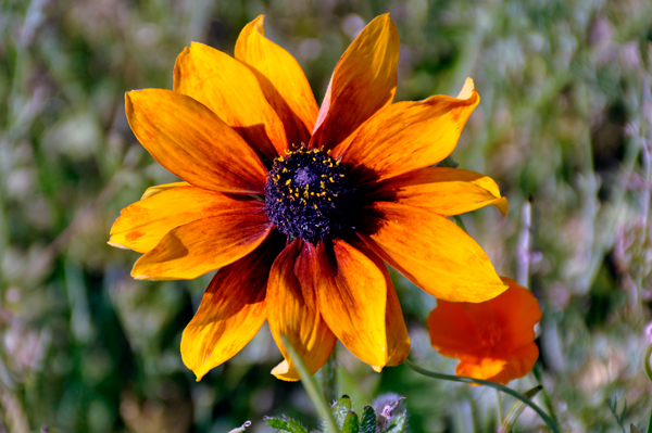 flower at Georgeson Botanical Garden