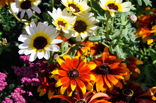 flowers at Georgeson Botanical Garden