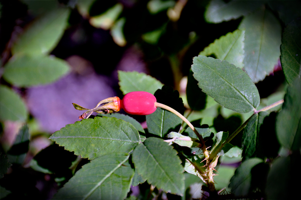 bud