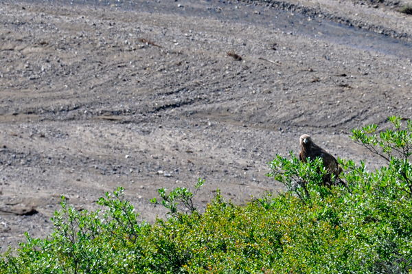 Bald Eagle