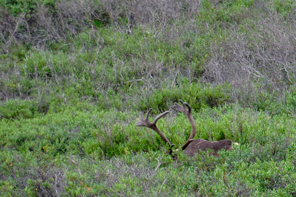 Caribou
