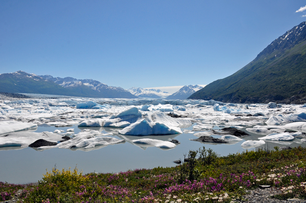 fireweed and Knik Glacier