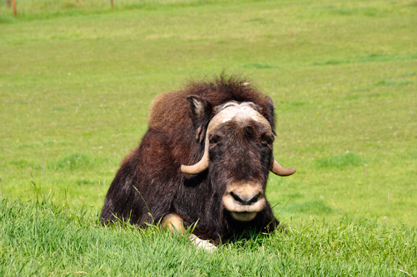  Musk Ox