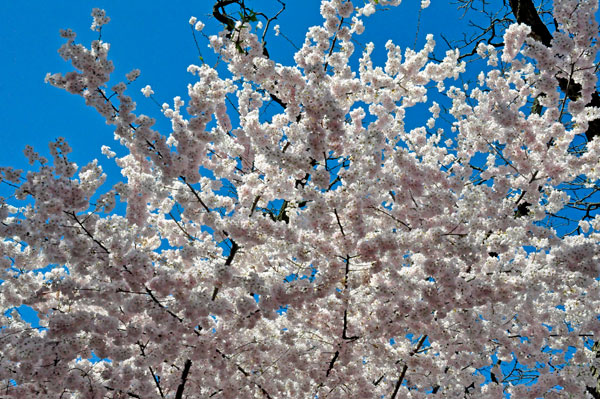 Cherry Blossoms