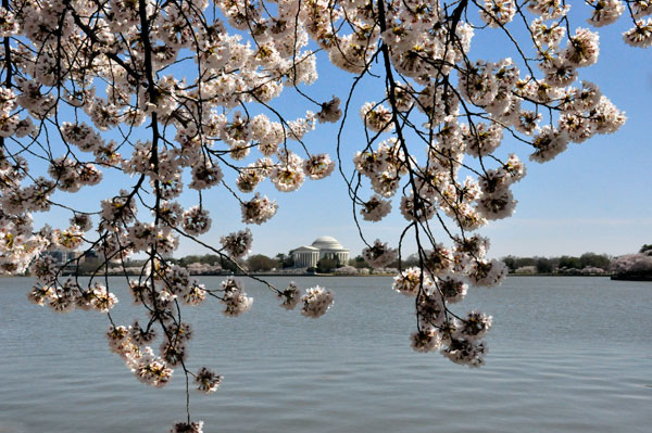 Cherry Blossoms and the Jefferson Memorial