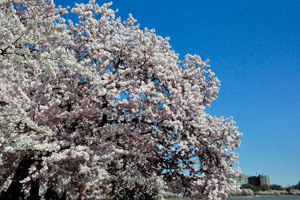 Cherry Blossoms