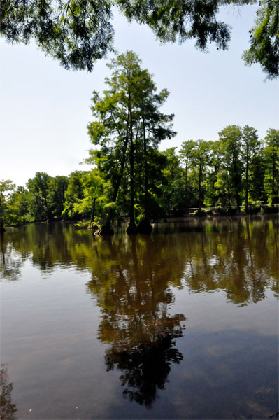 tree and reflection in the pond
