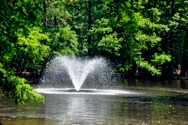 The water fountain and Cypress Knees
