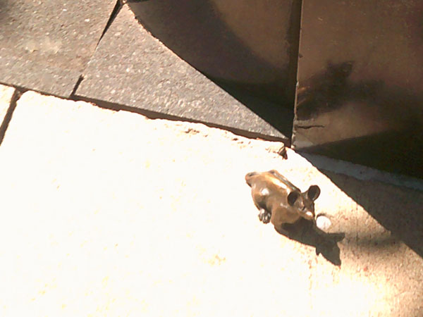 miniature mouse statue