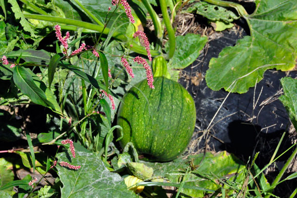 green pumpkin in the pumpkin patch