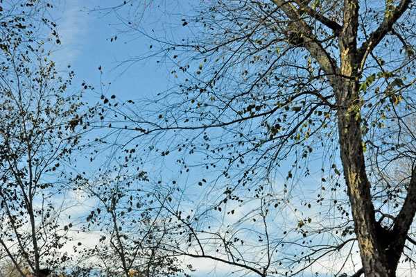 looking up into the sky through the trees