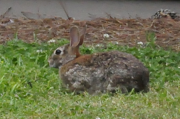 wild rabbit