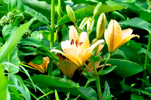 flowers