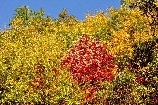 fall colors on the Blue Ridge Parkway