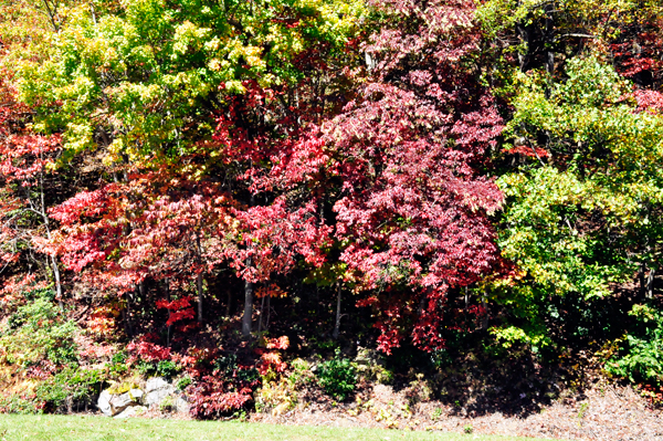 fall colors on the Blue Ridge Parkway