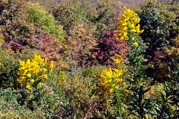 fall colors on the Blue Ridge Parkway