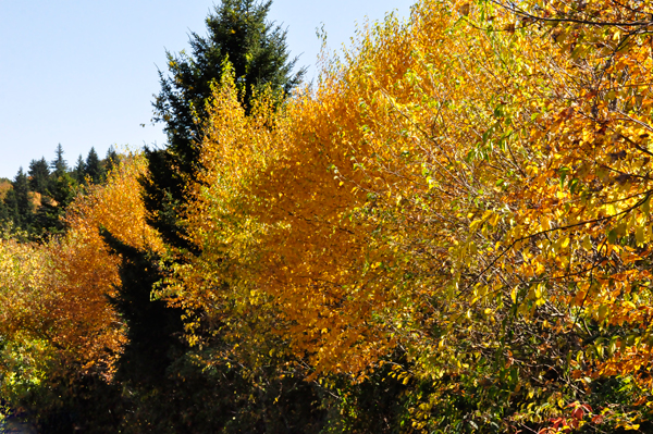 fall colors on the Blue Ridge Parkway