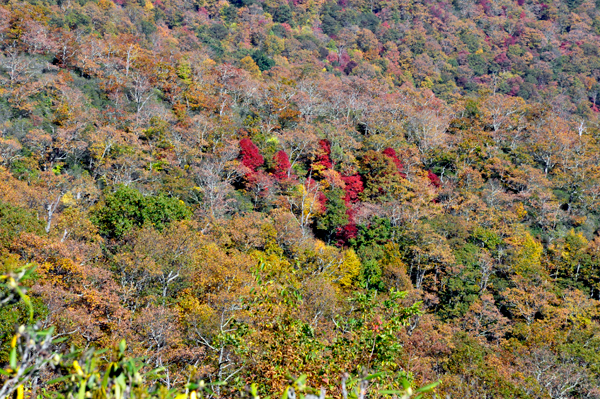 fall colors on the Blue Ridge Parkway