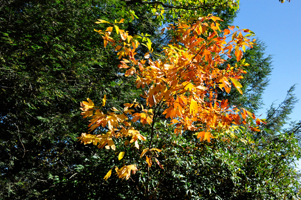 fall colors on the Blue Ridge Parkway