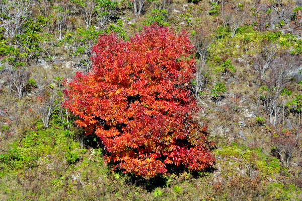fall colors on the Blue Ridge Parkway