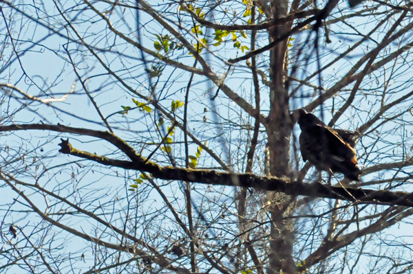big bird in a tree