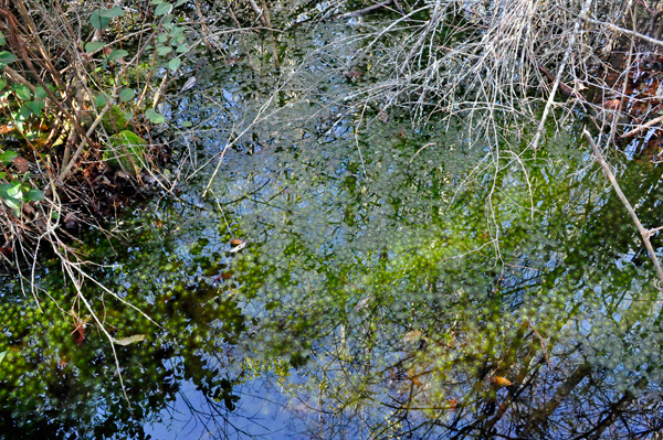 reen grass completely UNDER the water