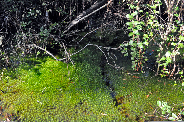 reen grass completely UNDER the water