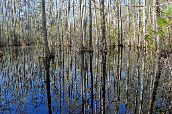 view of the dark waters and reflections