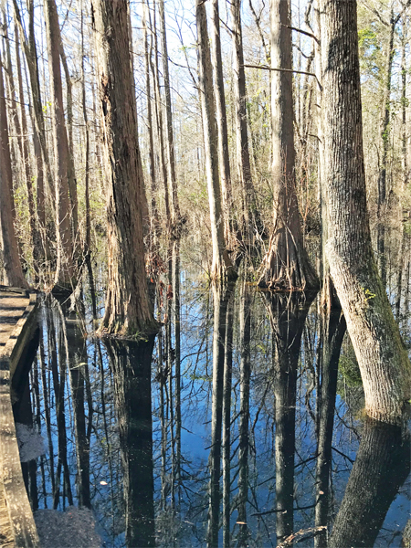 view of the dark waters and reflections