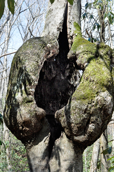 big burl