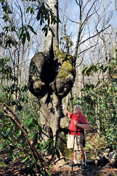 Lee Duquette and a big burl in a tree