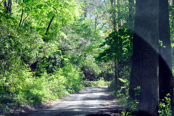 road to the Toccoa River Swinging Bridge