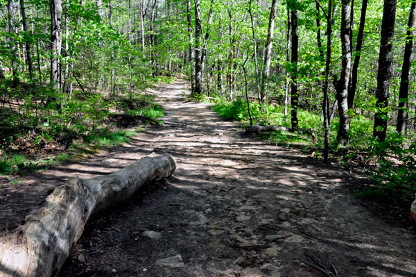 trail becginning