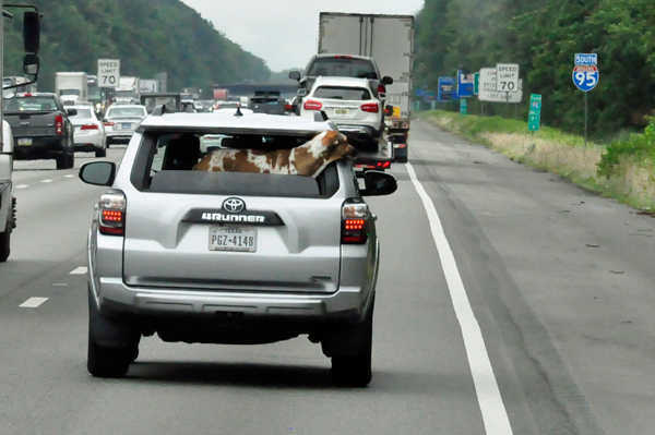 dog in car window