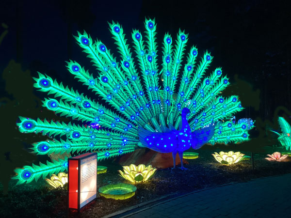 Peacock tail changed colors