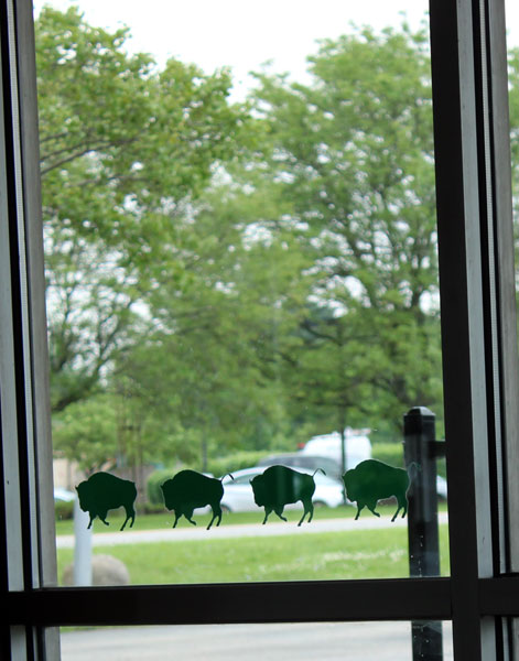 Buffalos on the windows