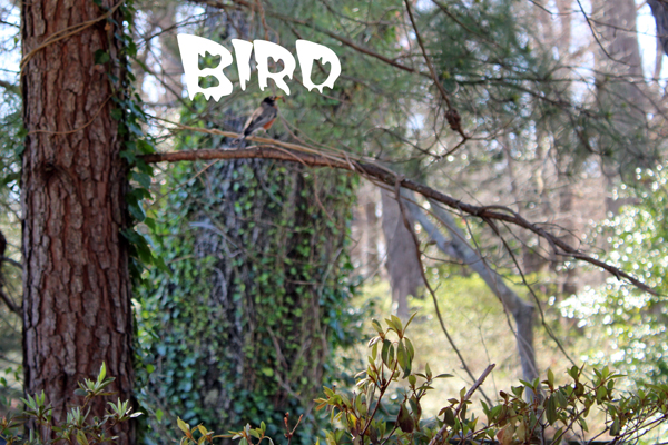 bird in a gree