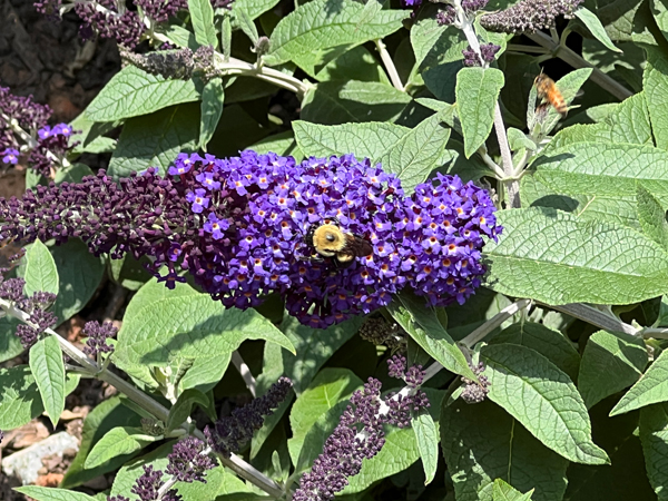 flower and bee