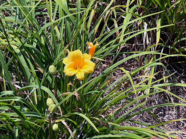flowerand buds