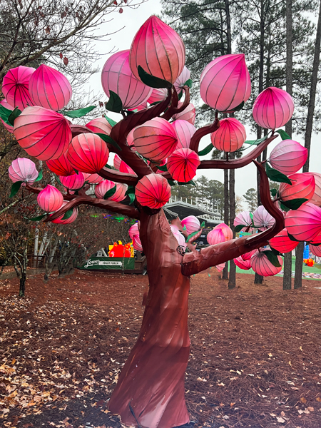 lantern tree