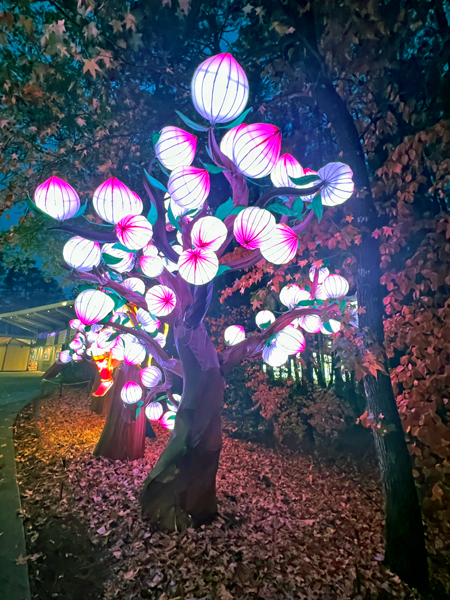 lantern tree