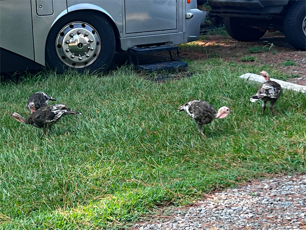 our wild turkeys in the yard