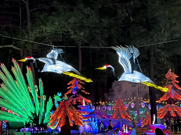 birds