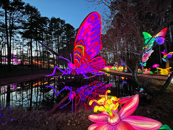 Big Butterfly with reflection in water