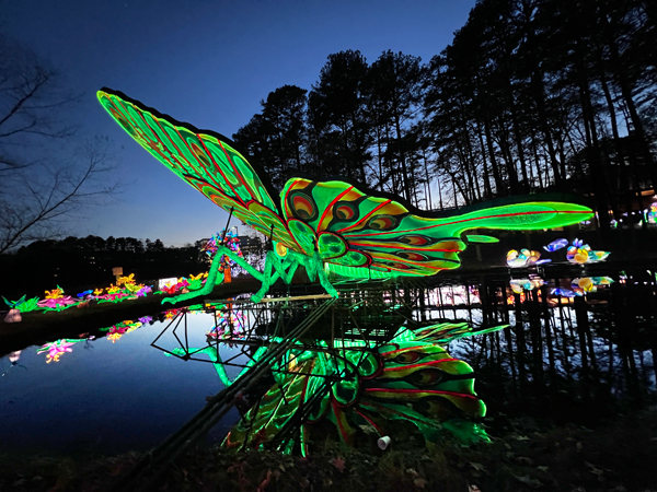 Big Butterfly with reflection in wate