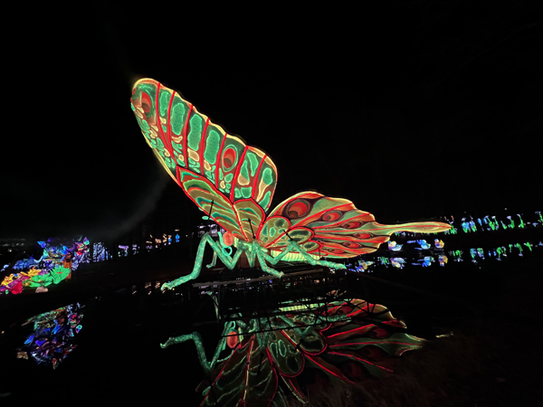 Big Butterfly with reflection in wate